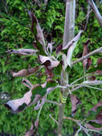 P1040813 Copie.JPG