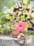 Hibiscus rosa sinensis.jpg