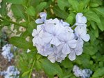 Plumbago
