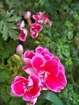 Géranium
