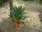 cycas revoluta [800x600].JPG