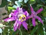 Passiflore.