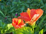 Hibiscus en pot .