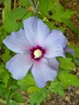 Hibiscus 'oiseau bleu' .