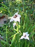 Acidanthera.