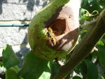 DSC02245.JPG
