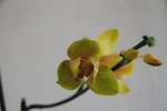 fleurs en détail (dont les deux bourgeons cramés)