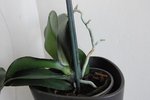 base de la plante