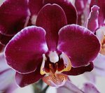 Détail fleur