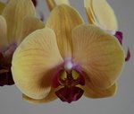 Détail fleur