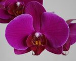 Détail fleur