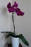 Achetée chez J***d, une couleur intense magnifique ! RAS après le rempotage à l'achat