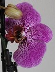 Détail fleur