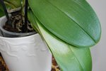 La petite frayeur de ce mois ci ! A l'instar de celle jaune vert anis, ma belle a pris un gros coup de chaud ! Coup de soleil sur une feuille, plus de peur que de mal, mais un tatouage indélébile de notre court été...