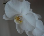 Détail fleur