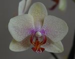 Détail fleur