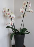 Un coup de coeur suédois ! Il est bien rare que je ressorte de chez eux sans rien, malgré la qualité et la santé de leurs plantes... Mais à dire vrai, c'est une merveille, elle a en ce moment presque 40 fleurs !