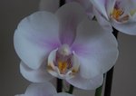 Détail fleur