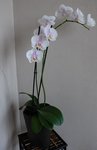 Encore de chez J***d, pas grand chose à signaler sur cette plante qui ne m'a jamais posé aucun souci