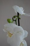 Détail fleur