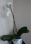 Une rescapée récupérée chez une amie, son chat avait commencé à la grignoter ! Elle n'avait plus que les quelques fleurs qu'elle possède encore, et là elle refait de beaux boutons