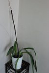 Mon &quot;cambria&quot;, vendu sous cette appellation chez I**a http://www.cameleonorchidee.nl/index.jsp?w=1662&amp;p=1140&amp;l=fr&amp;d=1381 <br /><br />Ce serait un &quot;Wild cat&quot;, elle est défleurie, mais elle me déconcerte... Je la trouve assez sèche, heureusement qu'il y a l'apparition de ce nouveau pseudo-bulbe... Mais l'inquiétude demeure, sans doute car c'est la seule et première orchidée qui ne soit pas une phal...