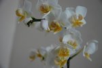 Détail fleurs