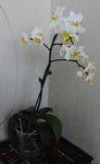 Une très jolie petite phalaenopsis, une petite naine, toute mignonne très fleurie, craquante... à l'achat !<br /><br />Que se passe-t-il ? des feuilles qui mollissent et se rident... J'ai re-rempoté (après l'avoir fait à l'achat), je pense que je n'ai pas du assez rincer et trier le substrat car les racines étaient quasiment TOUTES pourries. Là je m'interroge : faut-il que je sacrifiela hampe, sachant qu'elle est dotée d'une feuille ??? Là je sèche....