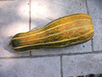 COURGETTE SAN PASQUALE.jpg