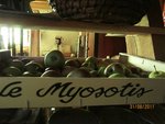 2011-08-31 1ère récolte x.jpg