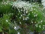 gaura -crocosmia en fond.jpg