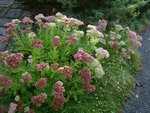 sedum spectabile.jpg