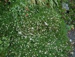 erigeron karvinskaia.jpg