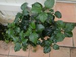 hibiscus.JPG
