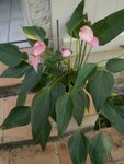 anthurium.JPG