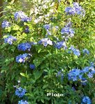 Plumbago bleu .