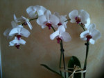 Orchidées.jpg