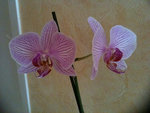 Orchideés 3.jpg