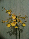 Oncidium flexuosum.jpg