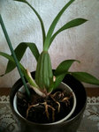 Oncidium flexuosum 1.jpg