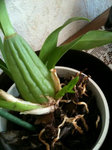 Oncidium flexuosum 2.jpg