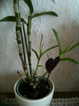 Dendobrium Nobile 1.jpg