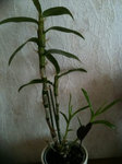 Dendobrium Nobile 2.jpg
