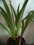 Miltonia 1.jpg