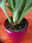 Miltonia 2.jpg