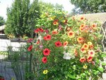 CIMG08743.JPG