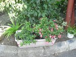 CIMG08791.JPG