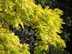 arbre 002.jpg
