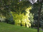 arbre 003.jpg