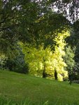 arbre 004.jpg